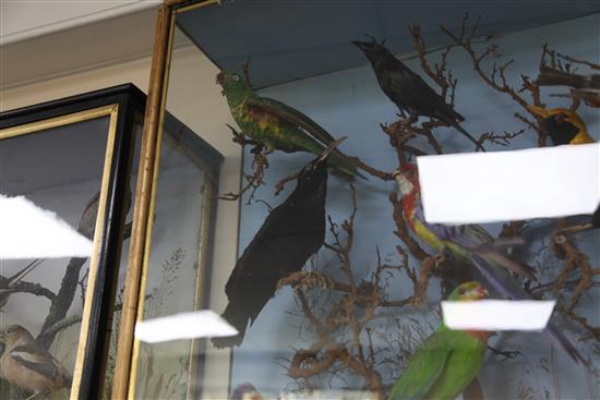 A Victorian taxidermic group of exotic birds, width 24.5in. height 29in.
